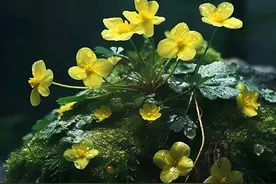 深山林里小野花图片