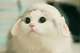 养猫容易得肺癌？医生提醒：这2点才是患肺癌的真正原因图片