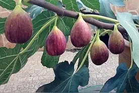 无花果是一种什么样的果树图片