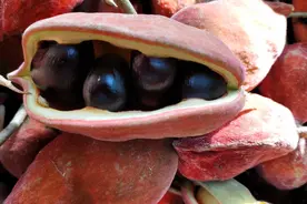 “脸皮厚到家”的野果，名叫凤眼果，长得像眼睛，成熟时鸡不开心图片