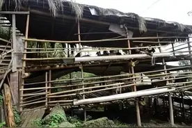 2014年自家山羊被大熊猫咬死，云南兄弟报复国宝，结果怎么样了？图片