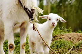 羔羊拉稀，5种原因和一招见效的治疗方案图片