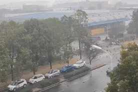 罕见！成都大量飞鸟撞树，受到什么惊吓了吗？ 网友：不是好征兆图片