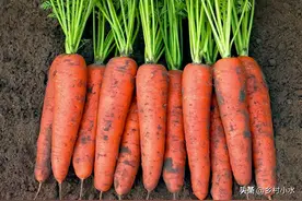 手把手教你种植胡萝卜，什么时间种？如何种？3分钟看明白图片