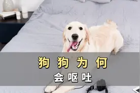 狗狗呕吐是什么原因引起的，看完后就不要再手足无措了！图片