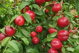 中油18号：一个早熟、大果，能留树3周、采后还不软的油桃品种图片