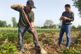 生不逢时的杀虫剂，近两年崭露头角，二嗪磷欲抢占地下杀虫剂市场图片