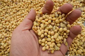 谁能告诉我2021年湖南粮补每亩多少钱？湖南大豆有补贴吗？图片