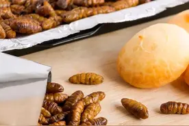 蚕蛹长得那么可怕，为什么还有人爱吃？它的营养价值超出你的想象图片