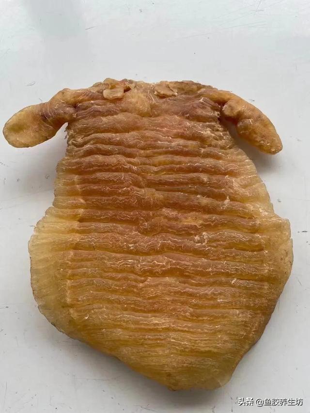 赤嘴鳘鱼胶真假 2026年赤嘴鱼胶的口感