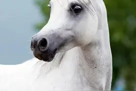 关于马的一些科普，你知道多少，快进来了解一下吧图片