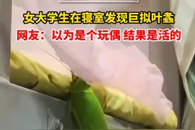 女大学生在寝室发现巨拟叶螽：体型硕大，翅展可达25cm，当事人：吓得拖鞋都没穿好就跑了图片