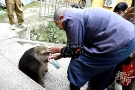 独臂“星星”火了，前半生经历太坎坷，善良的宁海村民让它留在大山安了家图片
