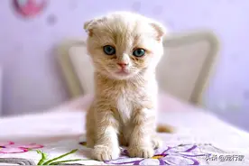 猫屎威力太大，熏臭整个房间怎么办？做到这三步，让房间更清爽图片