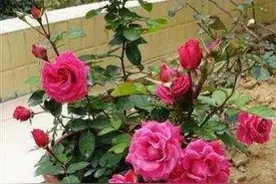 注意这几点，玫瑰花开花灿烂繁茂，花期变长，开花一茬又一茬图片