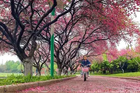 视觉安阳丨雨后易园图片