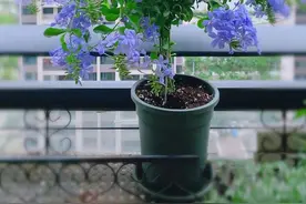 只能浇水，不能喷水、淋雨的9种花，再旱、再热也要管住手图片