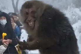 峨眉山“大师兄”的好日子到头了！景区整治猴群，推行人猴分离图片