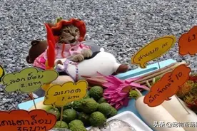猫老板街边摆摊赚生活费，生意火爆，果然猫咪都招财啊图片