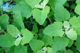 藜是一种野菜，也就是灰灰菜图片