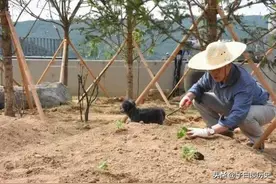 音乐界的陶渊明，政坛界的陶渊明，请加油种菜图片
