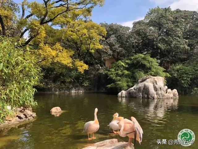 ���⣡��ɽ�ֵ���������Ӱ���н����������������������ͼ��diu��������