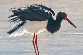 “关关雎鸠”现身河南，身上长满黑色羽毛，是祥瑞之兆吗？图片