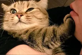 知识科普：为什么猫咪“养不熟”，都不记得主人？图片