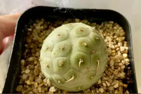 新手防虫防病菌“小白药”、“小粉药”到底管不管用？图片