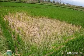 除草剂药害多久能恢复 安全使用除草剂九大原则图片