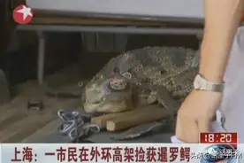 在逃鳄鱼：黄浦江边晒个太阳很离谱么？外环高架也是上过的……专家：若是暹罗鳄，降温会“凉凉”图片