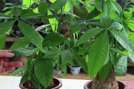 发财树有“3怕2不喜”，很多人都做错了，难怪养不好图片