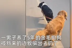边牧吃醋将主人养了5年金毛拐跑，网友：我都没他聪明图片