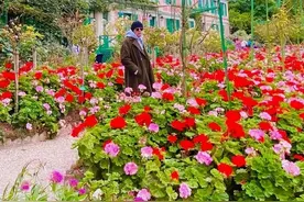 周杰伦打卡莫奈公园，又被催新专辑，歌迷：请问你有什么资格图片