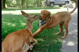 小鹿和金毛成朋友，回森林后还带孩子来认亲，长达11年的神仙友情图片