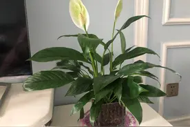 家里养的一帆风顺的花怎么变绿了，原来是这三个原因引起的图片