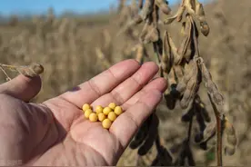 大豆产量总是不高？专家反问：播种前的这些技巧，你都用上了吗图片