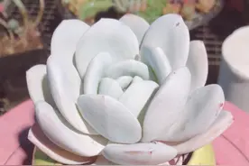 多肉雪莲美则美矣，就是别“砍头”，不然得用5-6个月时间来发根图片