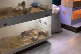 浙江女子养两只鸡当宠物，不料生太多竟成养殖户：每天都有鸡蛋吃图片