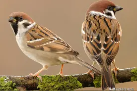 随处可见的麻雀，有些居然是外国进口的，我国本土麻雀怎么了？图片
