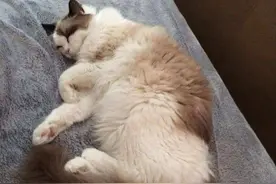 原来跟“布偶猫”睡觉好处这么多，难怪都戒不掉图片