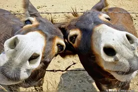 马看上去处处比驴强，为何至今无法取代驴？驴到底有何特殊能力？图片