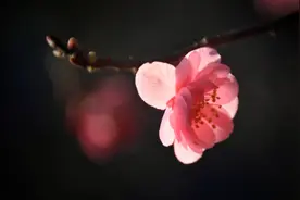 「诗词鉴赏」冬深一一开，十首梅花诗词，欣赏诗中的花中之魁图片