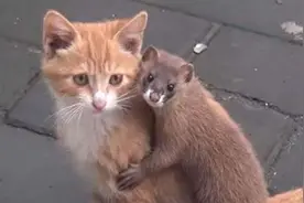 同样是灭鼠高手，黄鼠狼和猫谁更厉害？为什么？图片