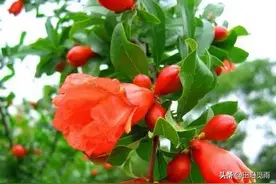 盆景好素材——花石榴，如何设计造型？掌握这几点，成型不难！图片