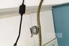 安徽宣城，110和119联手抓蛇发现是灯带，报警人：以为是国家保护动物图片