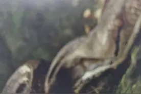 莽山蟒蛇有灵（人）性图片