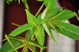 你知道吃香椿芽有什么好处吗？图片