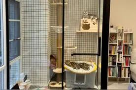 一位广东太太，利用家里朝东的阳台，给三只猫建2㎡猫房，太牛了图片