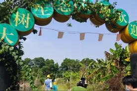 遛娃采摘｜摘桑葚的季节到啦超推荐哟图片